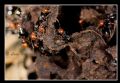 Crematogaster sp.